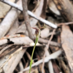 Pterostylis pedunculata at Tidbinbilla Nature Reserve - suppressed