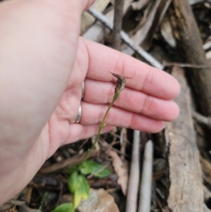 Pterostylis pedunculata at Tidbinbilla Nature Reserve - suppressed