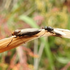 Inopus rubriceps (Sugarcane Soldier Fly) at Acton, ACT - 22 Nov 2023 by HelenCross