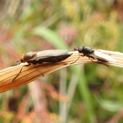 Inopus rubriceps (Sugarcane Soldier Fly) at Black Mountain Peninsula (PEN) - 23 Nov 2023 by HelenCross