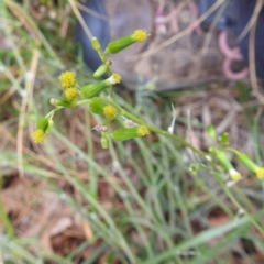 Senecio quadridentatus (Cotton Fireweed) at Black Mountain Peninsula (PEN) - 23 Nov 2023 by HelenCross