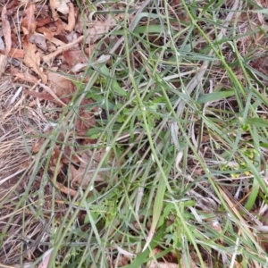 Senecio quadridentatus at Black Mountain Peninsula (PEN) - 23 Nov 2023