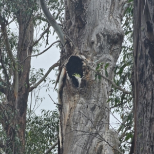 Cacatua galerita at Tidbinbilla Nature Reserve - 23 Nov 2023