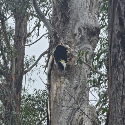 Cacatua galerita (Sulphur-crested Cockatoo) at Tidbinbilla Nature Reserve - 22 Nov 2023 by Csteele4