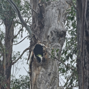 Cacatua galerita at Tidbinbilla Nature Reserve - 23 Nov 2023