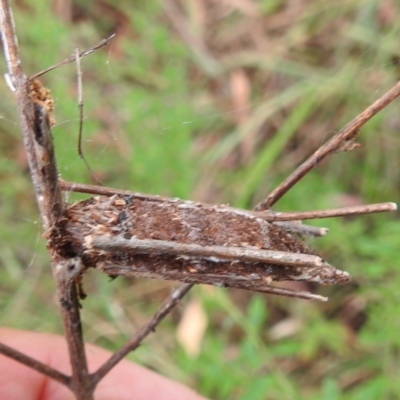 Trigonocyttara clandestina (Less-stick Case Moth) at Acton, ACT - 22 Nov 2023 by HelenCross