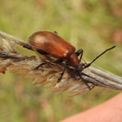 Ecnolagria grandis (Honeybrown beetle) at Black Mountain Peninsula (PEN) - 22 Nov 2023 by HelenCross