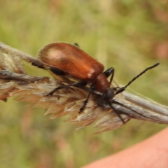 Ecnolagria grandis (Honeybrown beetle) at Black Mountain Peninsula (PEN) - 23 Nov 2023 by HelenCross