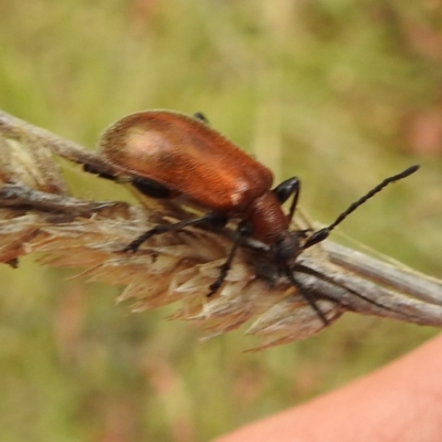 Ecnolagria grandis (Honeybrown beetle) at Acton, ACT - 22 Nov 2023 by HelenCross