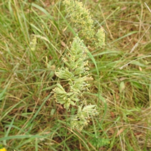 Dactylis glomerata at Black Mountain Peninsula (PEN) - 23 Nov 2023