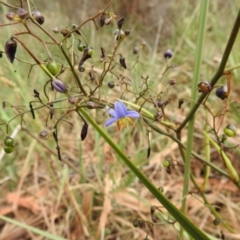 Dianella revoluta var. revoluta (Black-Anther Flax Lily) at Black Mountain Peninsula (PEN) - 23 Nov 2023 by HelenCross