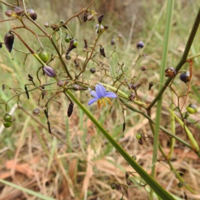 Dianella revoluta var. revoluta (Black-Anther Flax Lily) at Black Mountain Peninsula (PEN) - 22 Nov 2023 by HelenCross