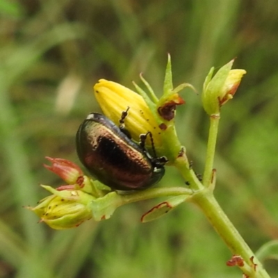 Chrysolina quadrigemina (Greater St Johns Wort beetle) at Acton, ACT - 22 Nov 2023 by HelenCross