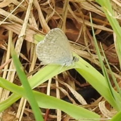 Zizina otis (Common Grass-Blue) at Black Mountain Peninsula (PEN) - 23 Nov 2023 by HelenCross