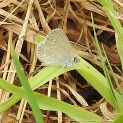 Zizina otis (Common Grass-Blue) at Acton, ACT - 22 Nov 2023 by HelenCross