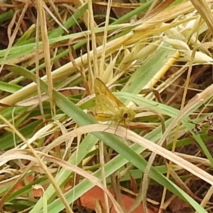 Ocybadistes walkeri at Black Mountain Peninsula (PEN) - 23 Nov 2023