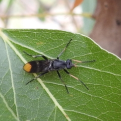 Ectinorhynchus pyrrhotelus (a stiletto fly) at McQuoids Hill - 23 Nov 2023 by HelenCross