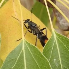 Ectinorhynchus pyrrhotelus at McQuoids Hill - 23 Nov 2023