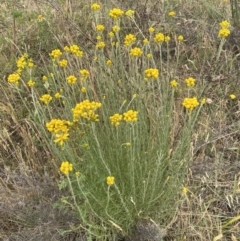 Chrysocephalum semipapposum (Clustered Everlasting) at Kama - 23 Nov 2023 by SteveBorkowskis