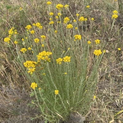 Chrysocephalum semipapposum (Clustered Everlasting) at Kama - 23 Nov 2023 by SteveBorkowskis