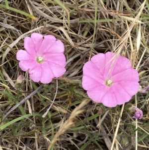 Convolvulus angustissimus subsp. angustissimus at Kama - 23 Nov 2023