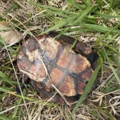 Chelodina longicollis at Molonglo River Reserve - 23 Nov 2023