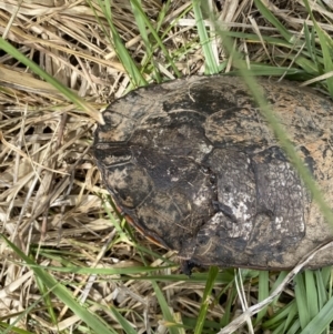 Chelodina longicollis at Molonglo River Reserve - 23 Nov 2023 02:05 PM