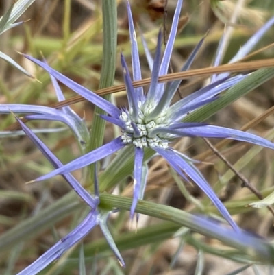 Eryngium ovinum (Blue Devil) at Kama - 23 Nov 2023 by SteveBorkowskis