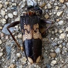 Phoracantha semipunctata at QPRC LGA - suppressed