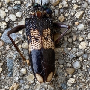 Phoracantha semipunctata at QPRC LGA - suppressed