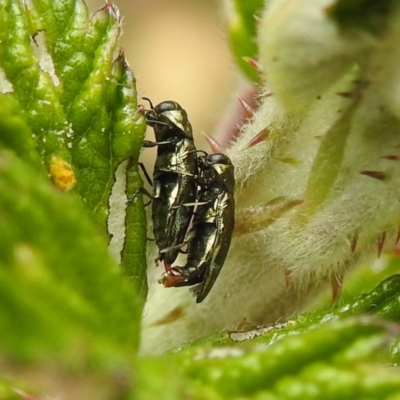 Aaaaba fossicollis (Raspberry jewel beetle) at McQuoids Hill - 23 Nov 2023 by HelenCross