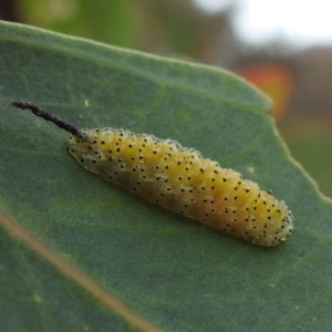 Oxyops sp. (genus) at Lions Youth Haven - Westwood Farm A.C.T. - 23 Nov 2023