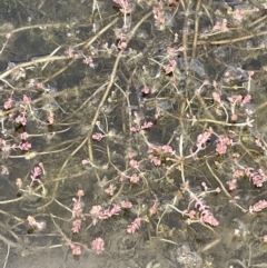 Myriophyllum verrucosum (Red Water-milfoil) at Wambrook, NSW - 23 Nov 2023 by JaneR