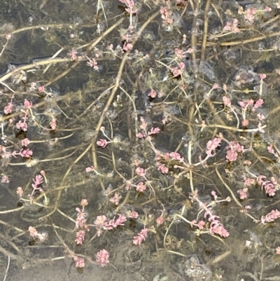 Myriophyllum verrucosum (Red Water-milfoil) at Wambrook, NSW - 23 Nov 2023 by JaneR