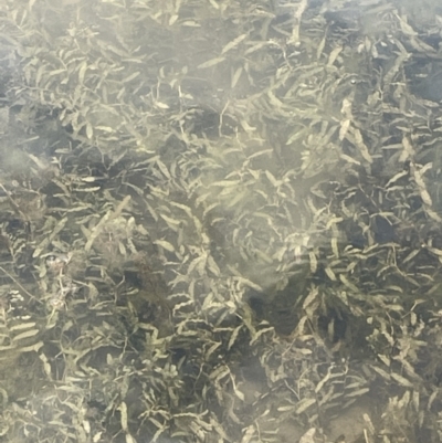 Potamogeton crispus (Curly Pondweed) at Wambrook, NSW - 23 Nov 2023 by JaneR