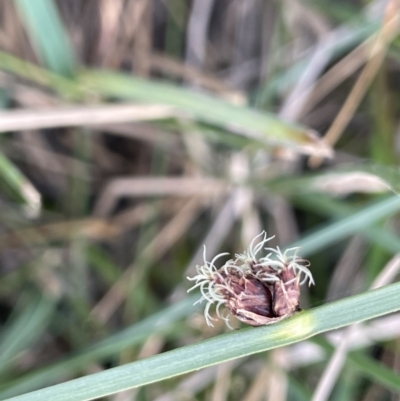 Schoenoplectus pungens (Common Three-Square) at Dairymans Plains, NSW - 23 Nov 2023 by JaneR