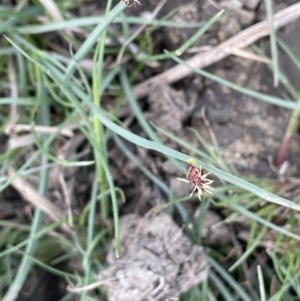 Schoenoplectus pungens at Dairymans Plains, NSW - 23 Nov 2023