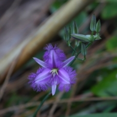 Thysanotus tuberosus subsp. tuberosus (Common Fringe-lily) at Point Lookout, QLD - 14 Nov 2023 by TimL