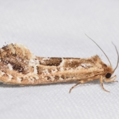 Moerarchis inconcisella (A tineid moth) at QPRC LGA - 18 Nov 2023 by DianneClarke