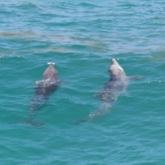 Tursiops truncatus (Bottlenose Dolphin) at Point Lookout, QLD - 14 Nov 2023 by TimL