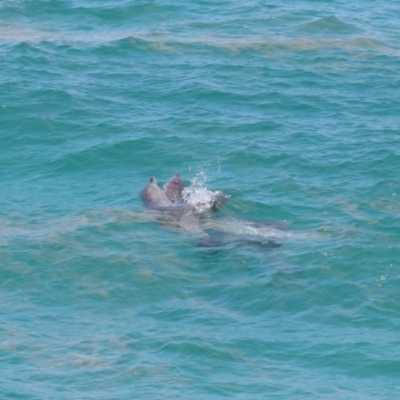 Tursiops truncatus (Bottlenose Dolphin) at Point Lookout, QLD - 14 Nov 2023 by TimL