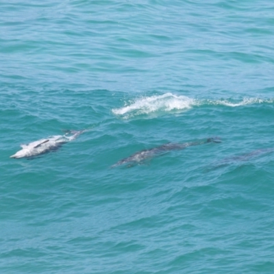 Tursiops truncatus (Bottlenose Dolphin) at Point Lookout, QLD - 14 Nov 2023 by TimL