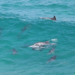 Tursiops truncatus (Bottlenose Dolphin) at Point Lookout, QLD - 14 Nov 2023 by TimL