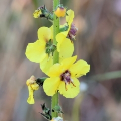 Verbascum virgatum (Green Mullein) at Wodonga - 18 Nov 2023 by KylieWaldon