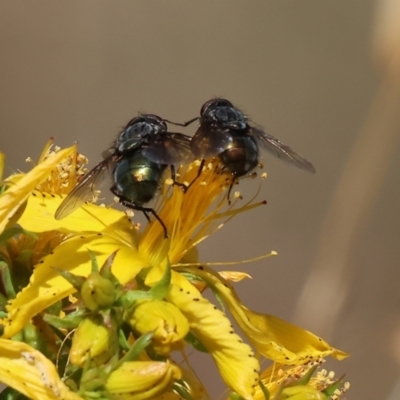 Unverified Blow fly (Calliphoridae) at West Wodonga, VIC - 19 Nov 2023 by KylieWaldon