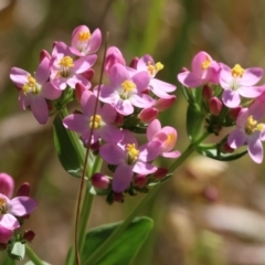 Centaurium sp. (Centaury) at Wodonga - 19 Nov 2023 by KylieWaldon