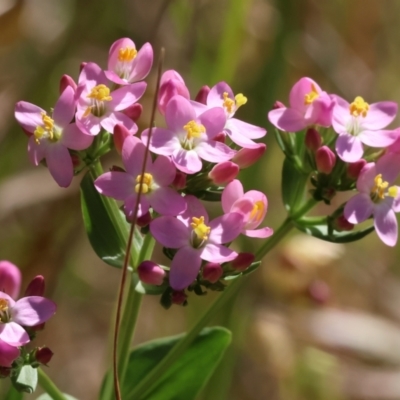 Centaurium sp. (Centaury) at Wodonga - 18 Nov 2023 by KylieWaldon