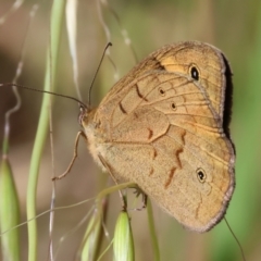 Heteronympha merope (Common Brown Butterfly) at Wodonga - 18 Nov 2023 by KylieWaldon