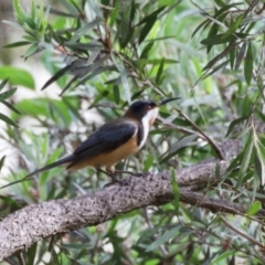 Acanthorhynchus tenuirostris (Eastern Spinebill) at Aranda, ACT - 23 Nov 2023 by KMcCue