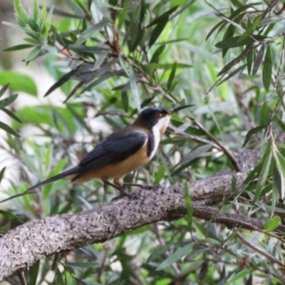 Acanthorhynchus tenuirostris (Eastern Spinebill) at Aranda, ACT - 23 Nov 2023 by KMcCue